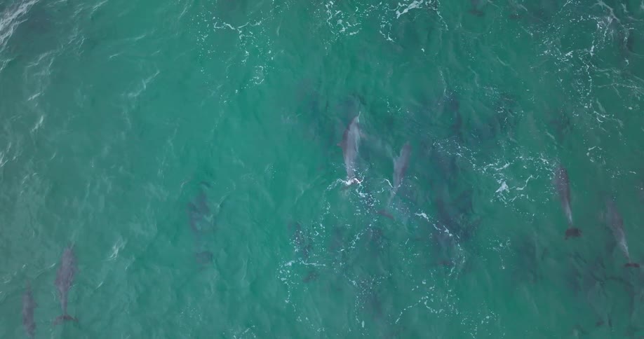 An incredible aerial top-down view shows a large pod of dolphins swimming together in the beautiful turquoise ocean