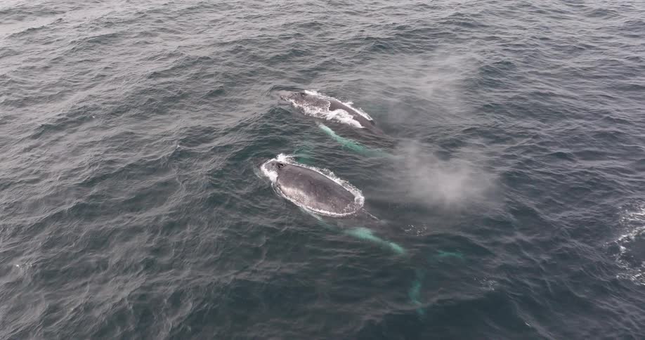 An aerial view captures two majestic humpback whales surfacing and spouting water as they swim in the vast open ocean