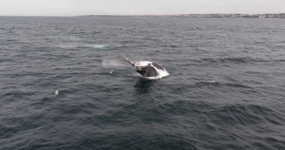 A humpback whale majestically breaches out of the deep blue ocean in spectacular slow motion