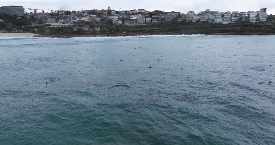 A massive pod of dolphins gracefully swims together in the ocean just off the coast of a seaside city