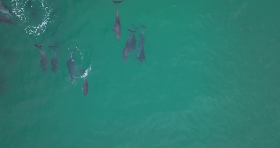 A top-down aerial view of a pod of dolphins gracefully swimming together in the vibrant turquoise ocean