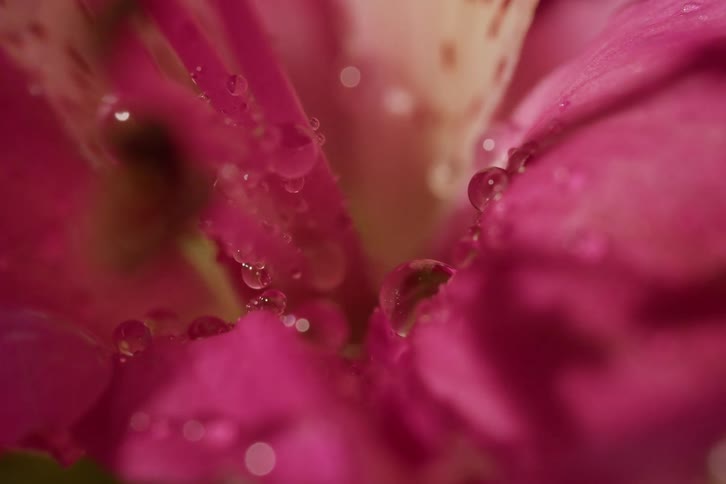 A macro shot shows delicate water droplets resting on the soft petals of a vibrant pink and white Alstroemeria flower