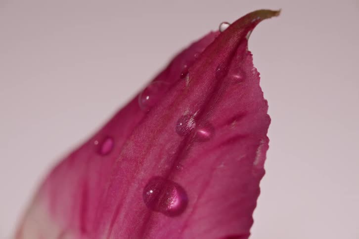 A macro close-up shot shows delicate water droplets resting on the textured surface of a vibrant pink flower petal