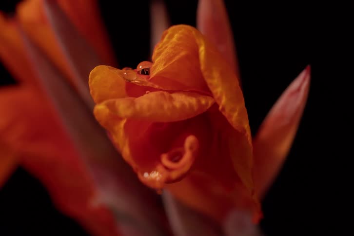A vibrant orange Canna Lily flower bud with water droplets rests against a stark black background in a detailed macro shot