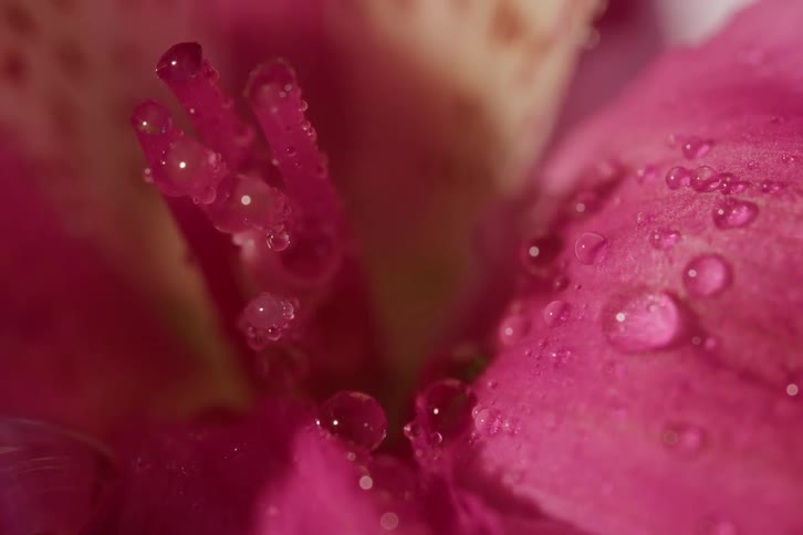 An extreme macro close-up of glistening water droplets resting on the delicate pink petals of a flower