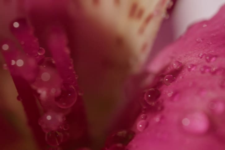 A detailed macro view of a fresh pink flower, with glistening water droplets on its delicate petals and stamen