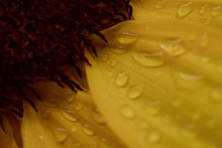 An extreme macro shot reveals tiny water droplets beading on the vibrant yellow petals of a sunflower