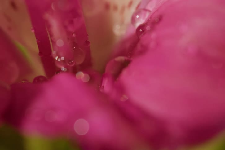 Delicate water droplets shimmer on the soft petals of a pink flower in a dreamy macro shot