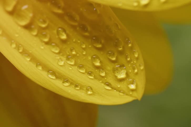 An extreme close-up macro shot of delicate water droplets resting on a vibrant yellow flower petal
