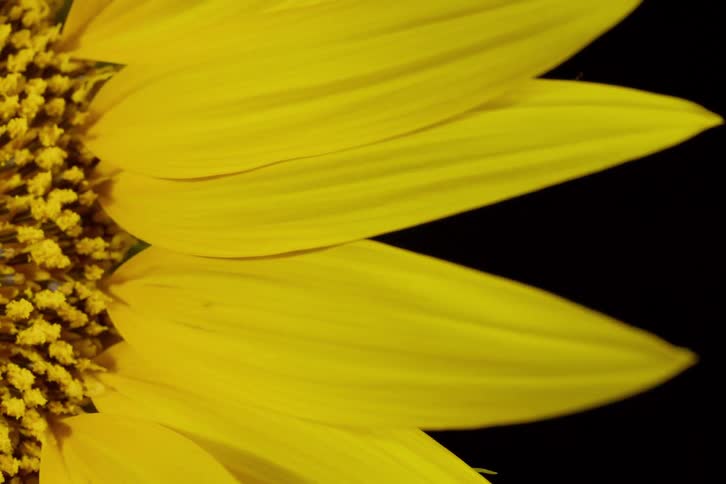Slow pan reveals the intricate details of a sunflower's bright yellow petals and stamen