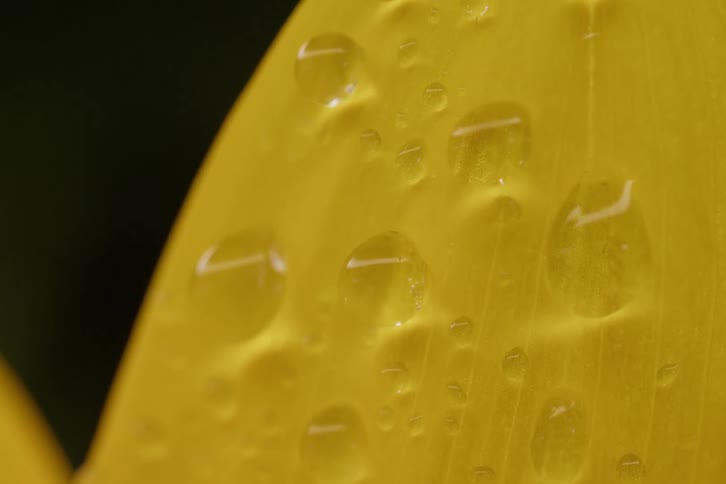 An extreme macro close-up of water droplets on a vibrant yellow flower petal against a dark background