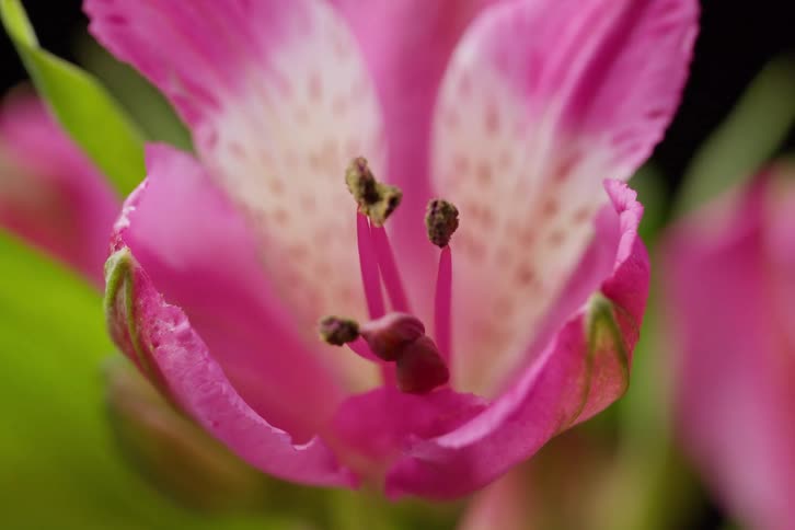 A macro slow focus pull of a delicate pink Alstroemeria flower against a dark background