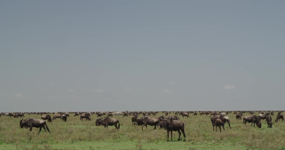 African buffalo walk across a savannah