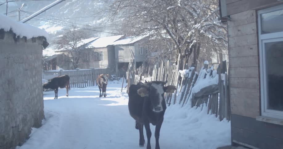 Cows stand in a snow-covered alleyway in a small, rural village on a cold winter day