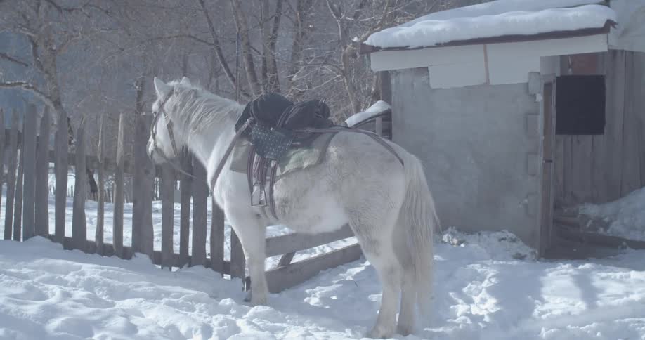 A saddled white horse stands patiently in the deep snow next to a rustic wooden fence on a sunny winter day