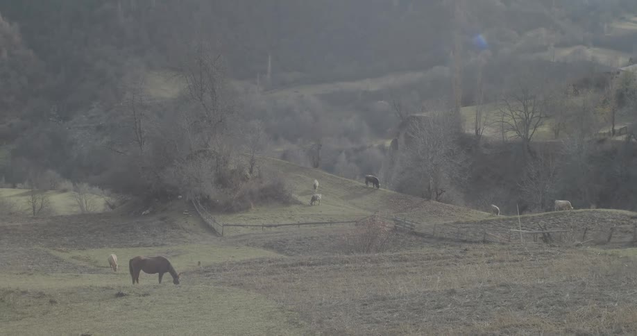 A herd of horses grazes peacefully on a vast, rolling pasture on a hazy winter day