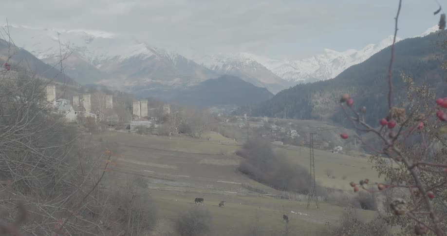 A rack focus shot pulls from foreground berries to a wide view of a village with ancient Svaneti towers in a valley surrounded by snow-capped mountains