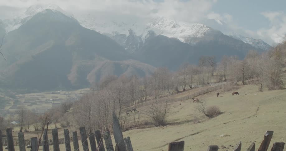 Horses graze peacefully on a rolling green hillside with majestic, snow-capped mountains in the background