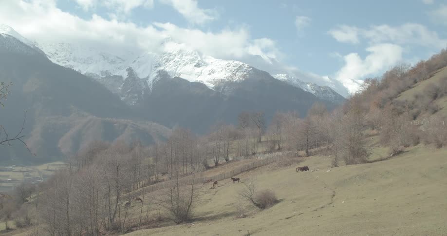 Horses graze peacefully on a grassy hillside in a valley with majestic snow-capped mountains in the background