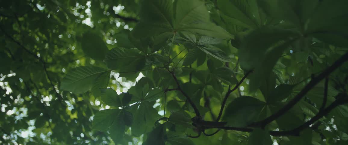 A low-angle shot of lush green chestnut tree leaves with sunlight filtering through the canopy
