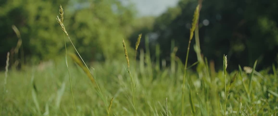 A close-up shot of tall green grass gently swaying in the breeze in a sunlit meadow