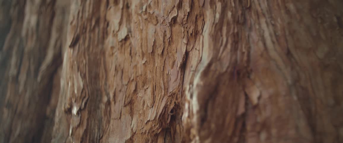 A detailed macro shot captures the rough, flaky texture of reddish-brown tree bark