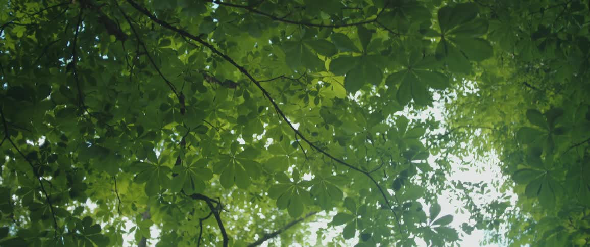 A low-angle view of a vibrant green tree canopy with sunlight shining through the leaves
