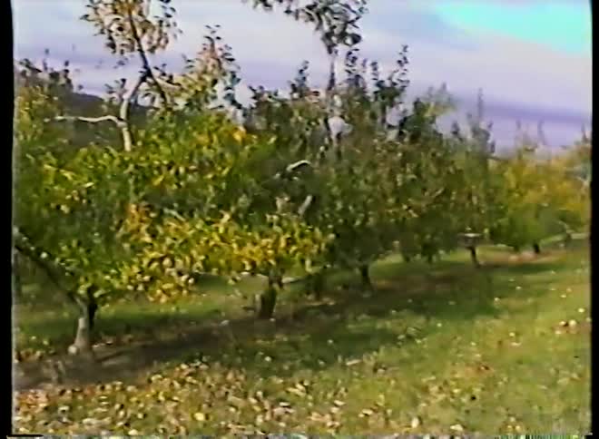 A nostalgic home video from the 1990s shows a toddler in a Winnie the Pooh costume walking through an apple orchard with their family