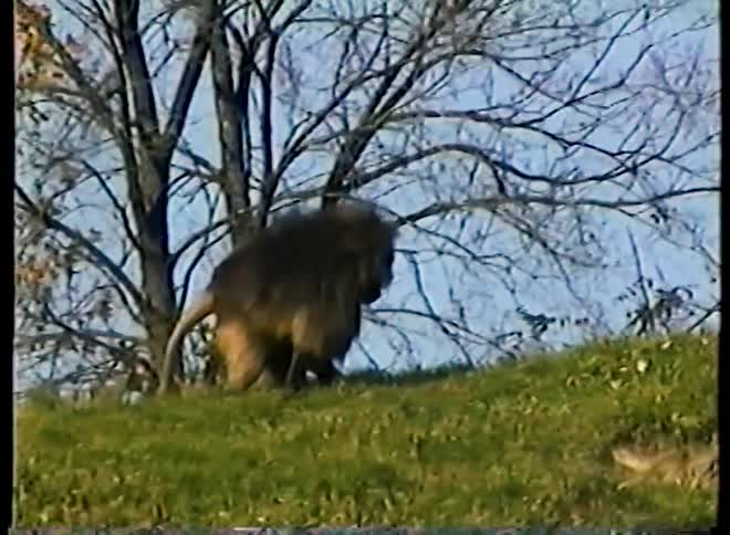 Vintage footage shows a majestic male baboon with a long, shaggy mane walking up a grassy hill under a clear sky