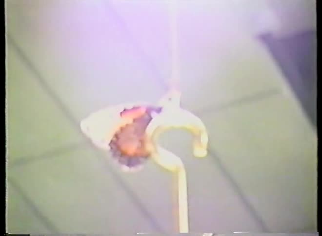 Vintage footage shows a monarch butterfly resting on a plant leaf under an artificial grow light in a conservatory