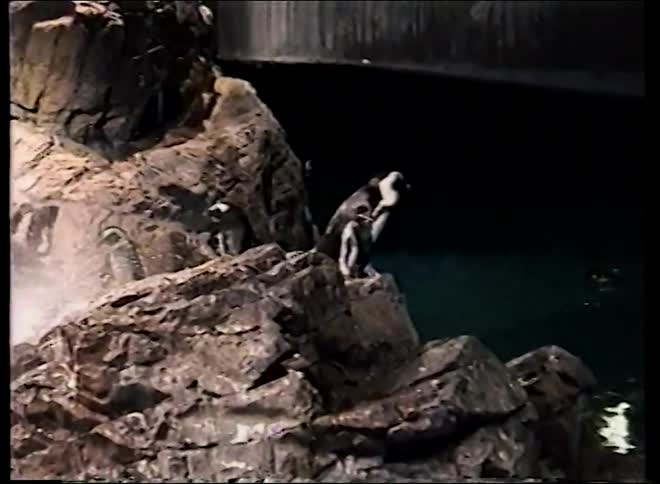 Penguins waddle on a rocky enclosure as a zookeeper in a wetsuit hoses down the habitat with water