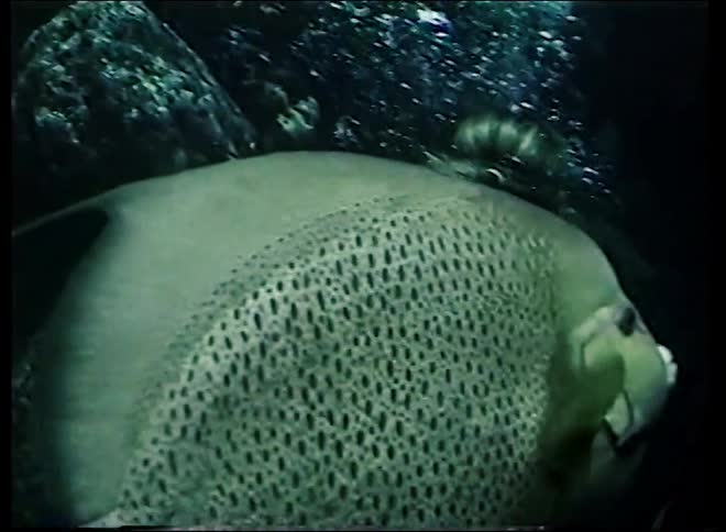 Vintage footage shows a female scuba diver observing a coral reef as a large angelfish swims by in an aquarium