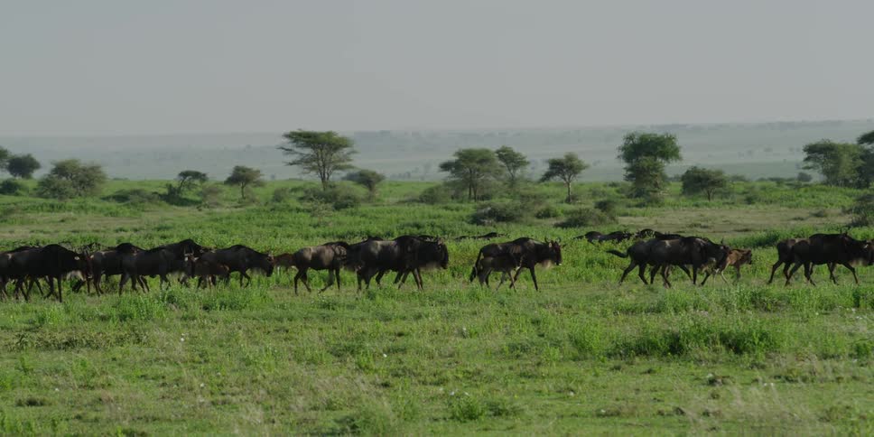 Water buffalo walking in the savanna
