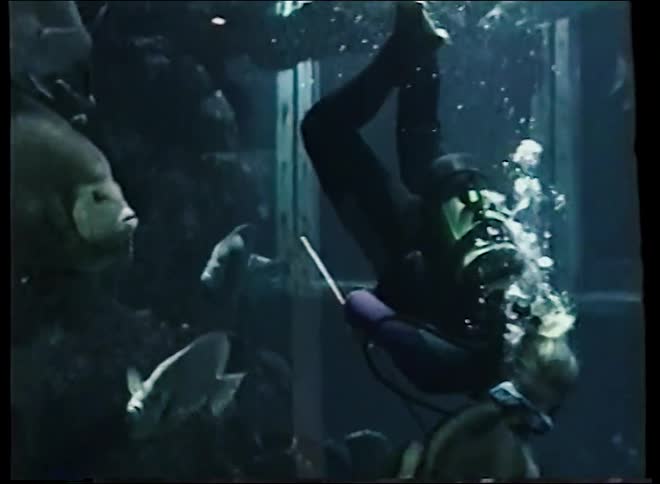 A female scuba diver swims downward through a massive aquarium tank filled with a diverse array of fish