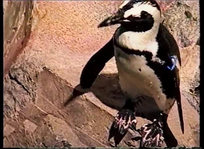 Vintage footage from a high angle shows a zookeeper in a wetsuit feeding a penguin on a rocky ledge