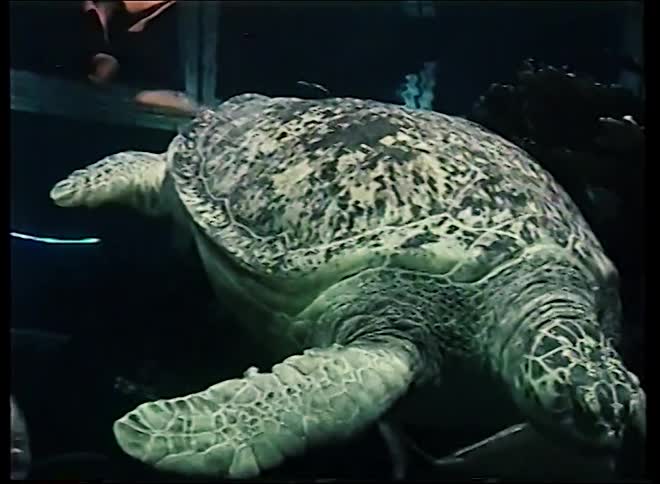 A large green sea turtle swims gracefully through the dark waters of an aquarium tank
