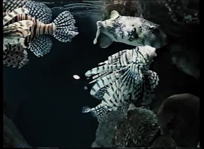 Vintage home video footage shows several exotic lionfish and a pufferfish floating in a dark aquarium