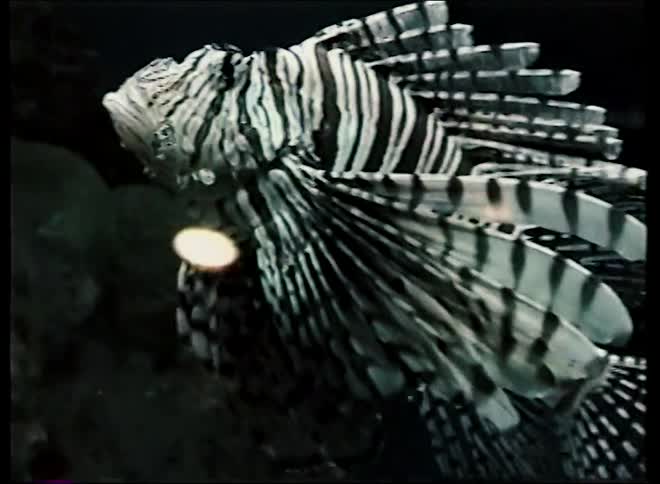 Several striped lionfish with venomous spines gracefully swim and hover in a dark, rocky underwater environment