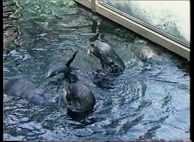 Archival footage captures playful sea otters swimming and eating together in a zoo enclosure