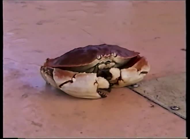 A close-up vintage shot of a live Dungeness crab sitting on the deck of a boat