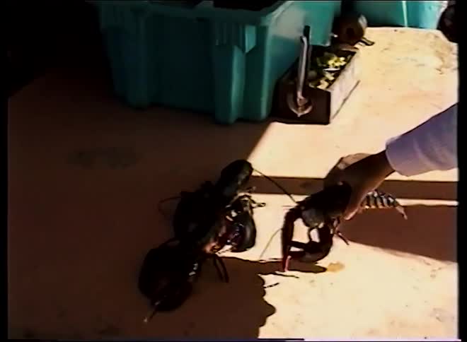 Vintage VHS footage shows a person placing several live lobsters onto a sunny dock or boat deck