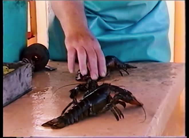 A fisherman in a blue apron inspects freshly caught live lobsters on a sorting table on his boat