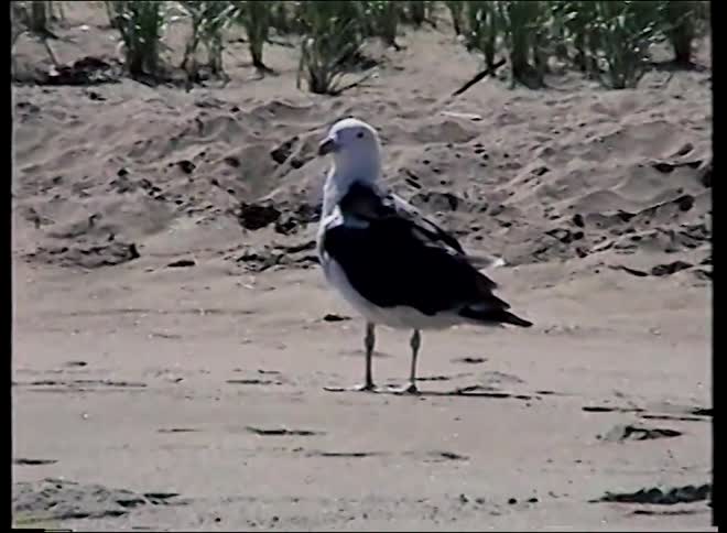 A vintage medium shot of a black and white seagull standing still on a sandy beach in front of a dune with beach grass