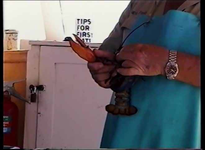A fisherman wearing an apron holds and inspects a live lobster on his boat