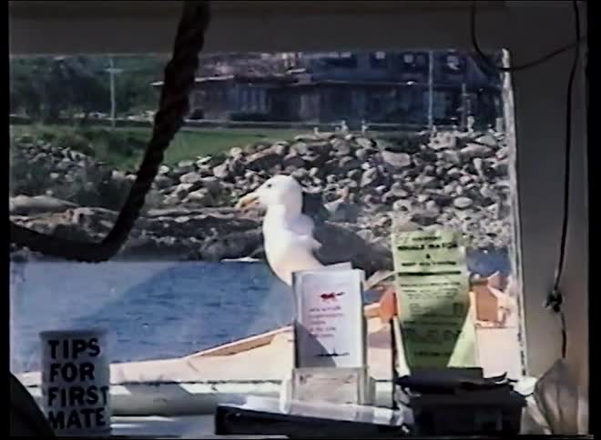 A seagull is seen through the window of a whale-watching tour boat as it moves along the rocky coast