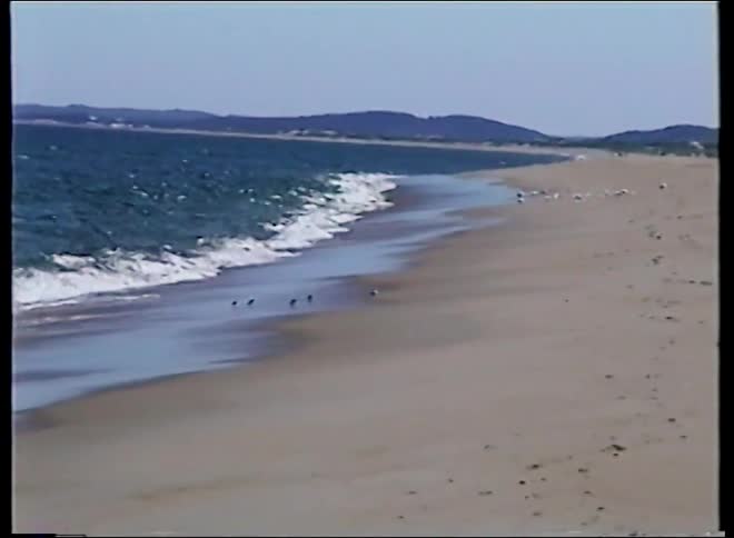 A vintage, wide shot of gentle waves lapping on a sandy shore as seagulls and shorebirds gather by the water's edge