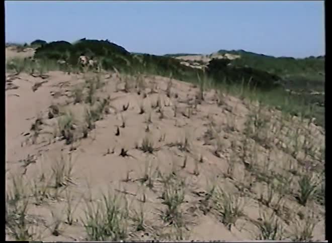 A vintage-style pan shot reveals people walking on a wooden boardwalk through grassy sand dunes on a sunny day