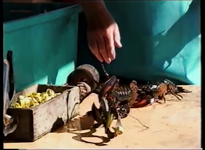 A fisherman on a boat demonstrates banding the claws of several freshly caught lobsters