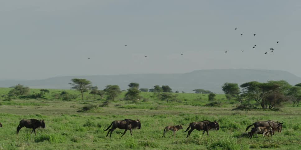 Animals run across a savannah in the daytime