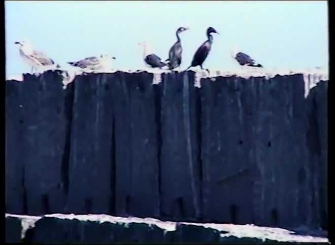 Seagulls and cormorants line up on a rocky ocean breakwater on a sunny day
